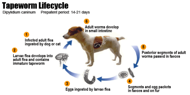 when should puppies be wormed and flea